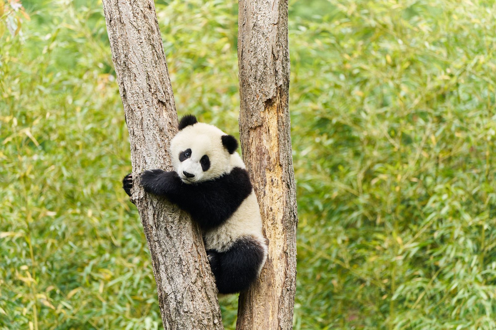 Moon der Panda