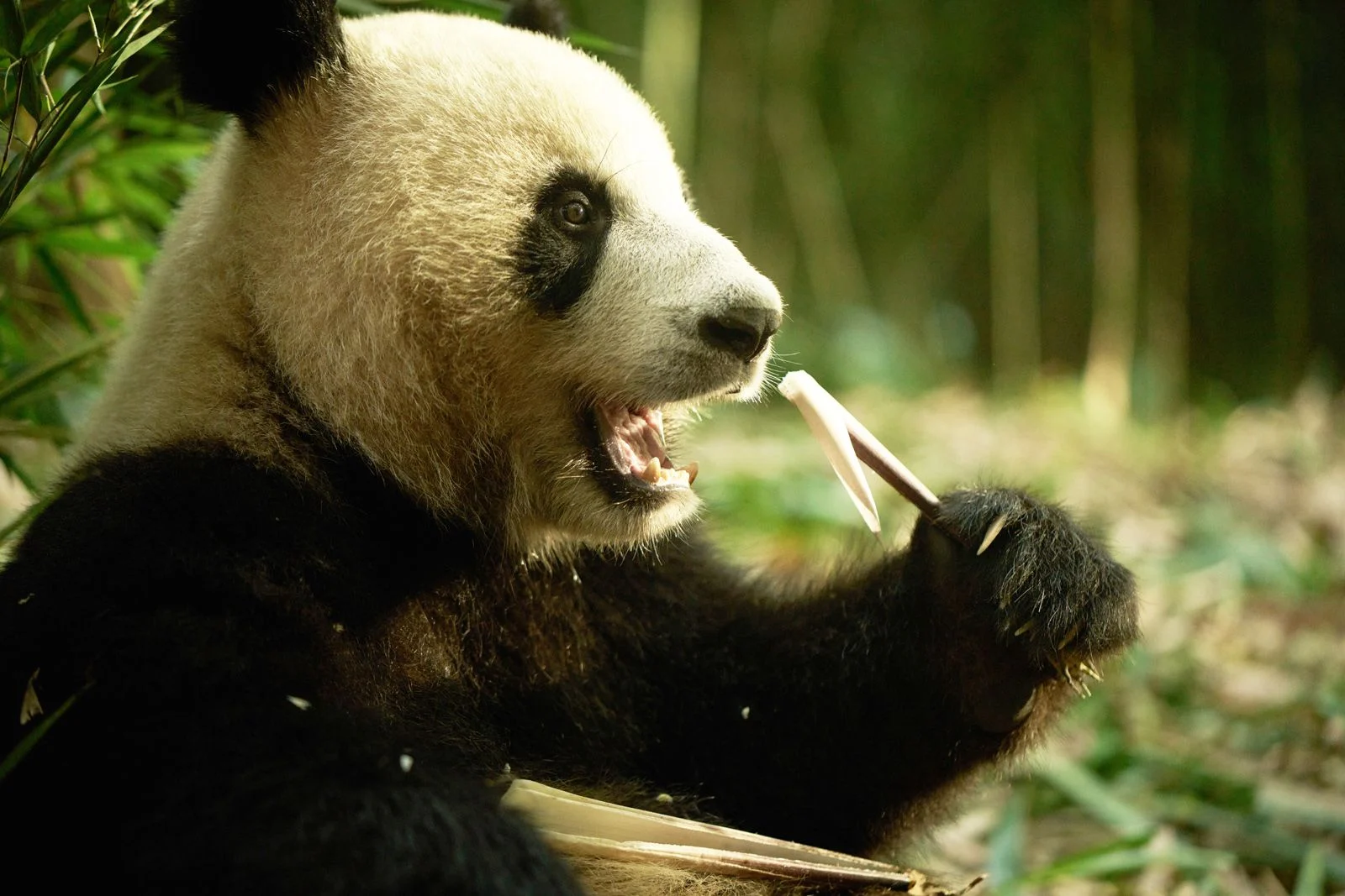 Moon der Panda